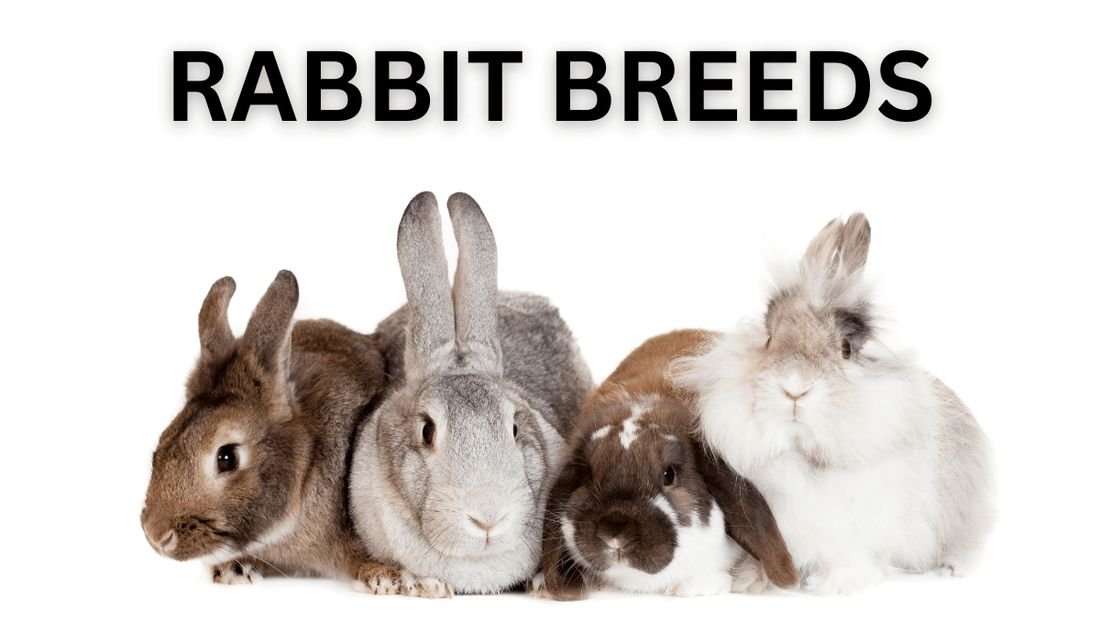 Mantebre Farms rabbit breeds